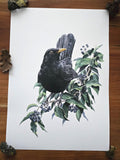 Amsel im Efeu