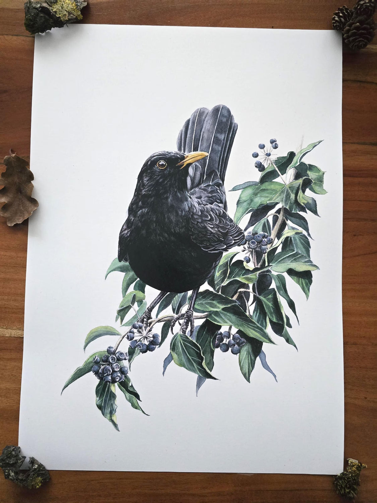 Amsel im Efeu