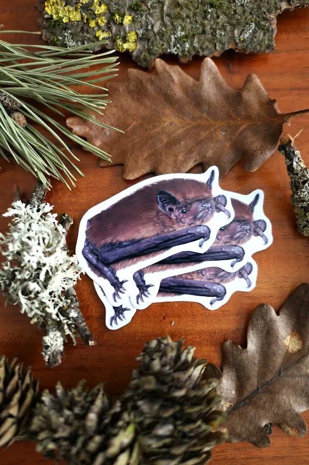 Mückenfledermaus