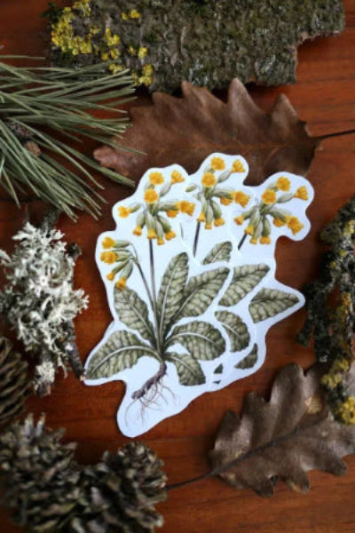 Schlüsselblume