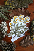 Schlüsselblume