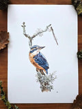 Eisvogel
