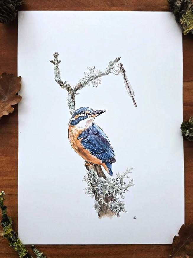 Eisvogel
