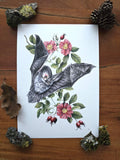 Graues Langohr