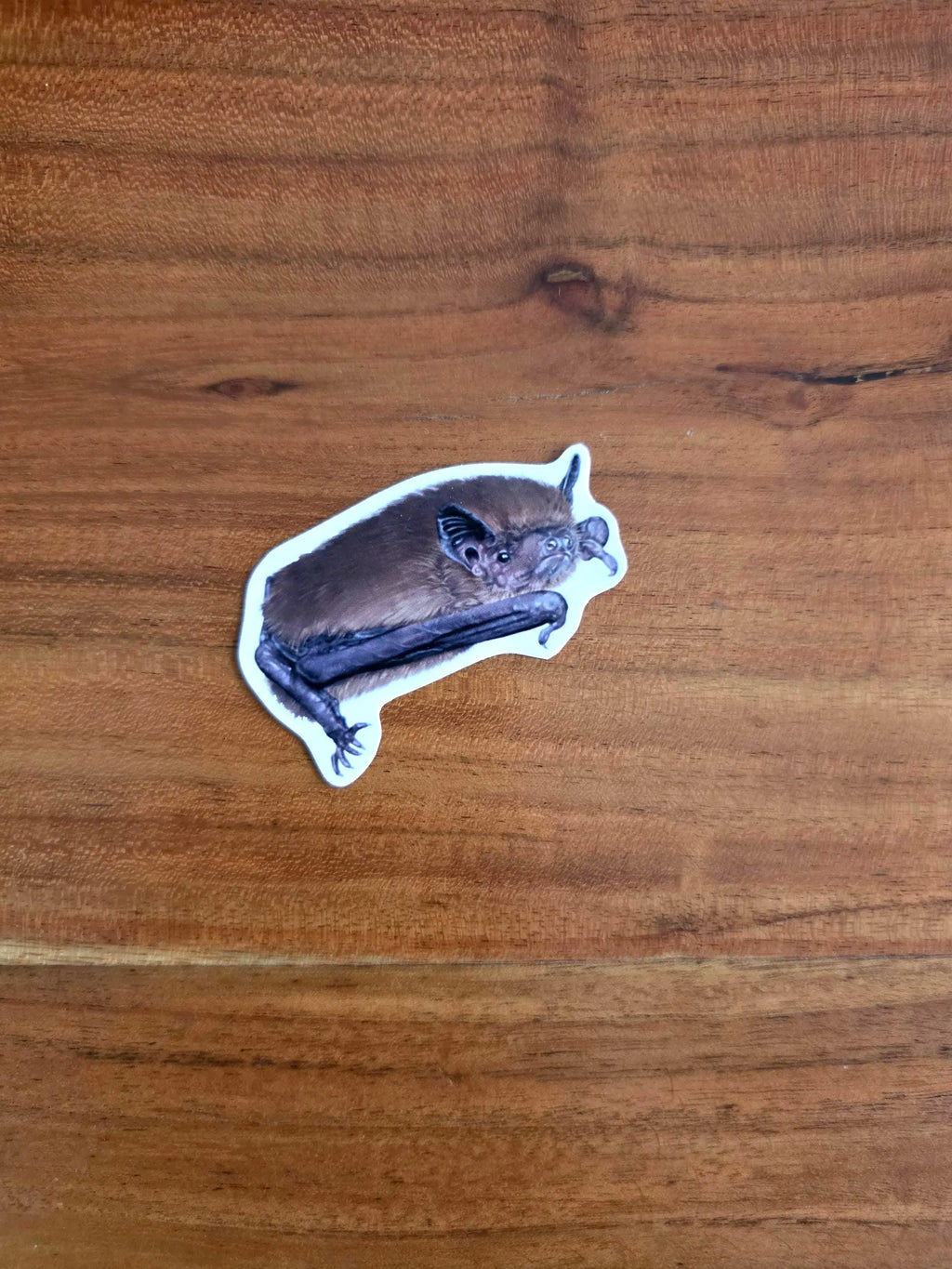 Mückenfledermaus