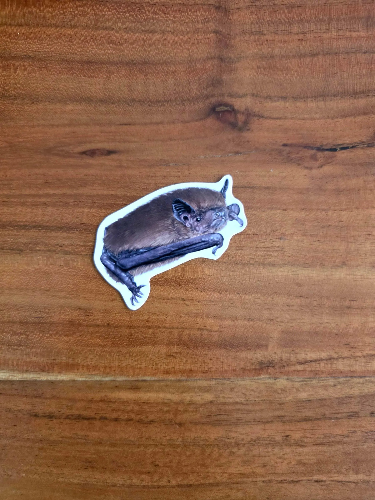 Mückenfledermaus