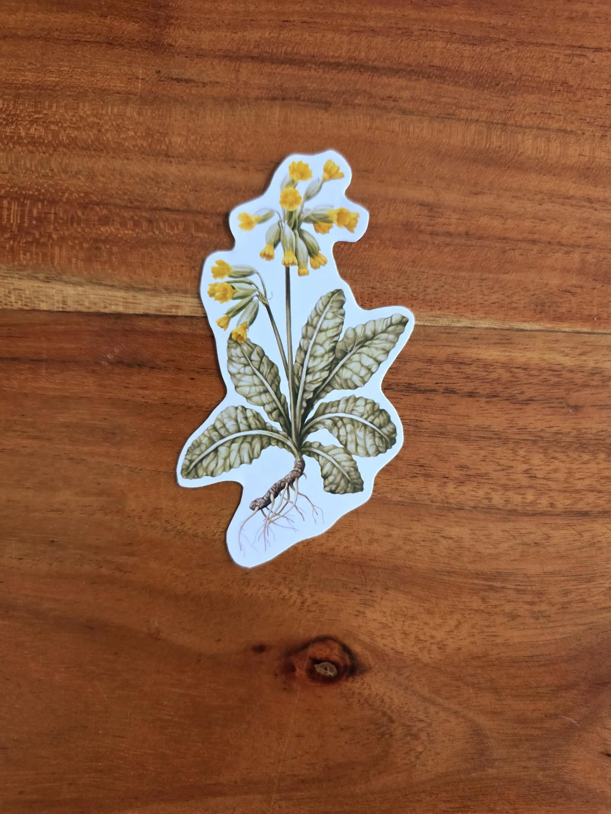 Schlüsselblume